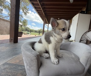 Pomsky Puppy for sale in WEBSTER, FL, USA