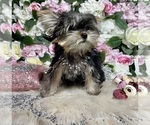 Small Photo #21 Yorkshire Terrier Puppy For Sale in HAYWARD, CA, USA