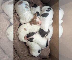 Brittany Puppy for Sale in BENTON CITY, Washington USA