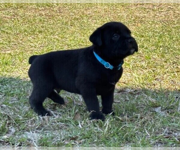 Medium Photo #52 Rotticorso Puppy For Sale in REEVESVILLE, SC, USA