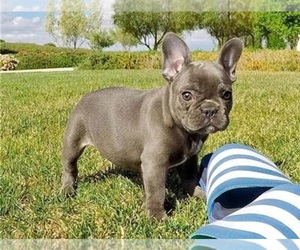 French Bulldog Puppy for sale in REIDSVILLE, NC, USA