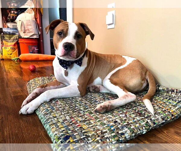 Medium Photo #12 American Bulldog Puppy For Sale in Rockville, MD, USA