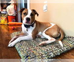 Small #11 American Bulldog
