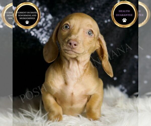Medium Photo #1 Dachshund Puppy For Sale in WARSAW, IN, USA