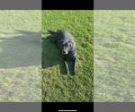 Small Photo #1 Labrador Retriever Puppy For Sale in Cessnock, New South Wales, Australia