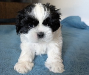 Shih Tzu Puppy for sale in BROOKSVILLE, KY, USA