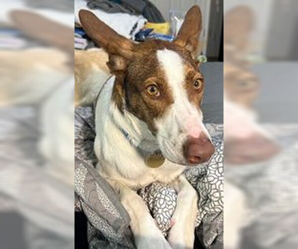 Medium Photo #3 Mutt Puppy For Sale in Cherry Hill, NJ, USA