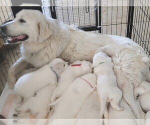 Great Pyrenees Puppy for sale in KINGMAN, AZ, USA