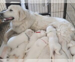 Small Photo #1 Great Pyrenees Puppy For Sale in KINGMAN, AZ, USA