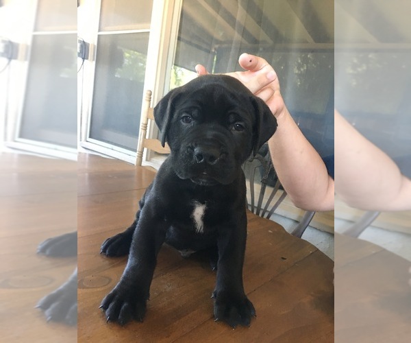 Medium Photo #1 Boerboel Puppy For Sale in WATERFORD, CA, USA