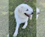 Small #2 Great Pyrenees