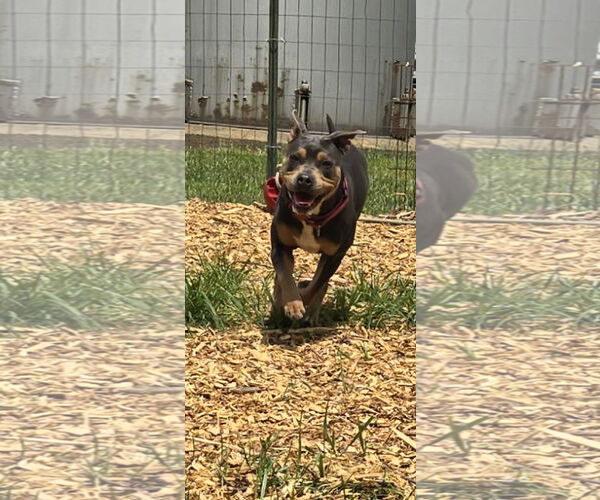 Medium Photo #9 American Pit Bull Terrier-Unknown Mix Puppy For Sale in Rustburg, VA, USA