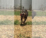 Small #8 American Pit Bull Terrier Mix