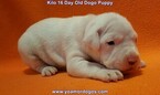 Small Photo #181 Dogo Argentino Puppy For Sale in JANE, MO, USA