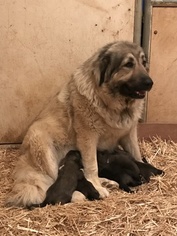 Caucasian Shepherd Dog Puppy for sale in BANNING, CA, USA