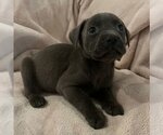 Small Photo #5 American Pit Bull Terrier Puppy For Sale in miami, FL, USA