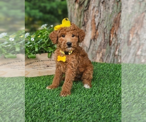 Medium Photo #2 Goldendoodle (Miniature) Puppy For Sale in INDIANAPOLIS, IN, USA