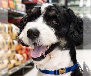 Bernese Mountain Dog Dogs for adoption in Wilmington, NC, USA