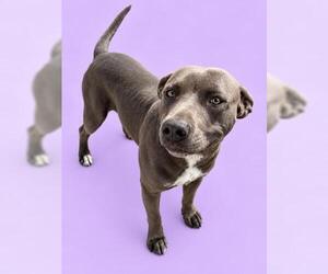 TWINKLE - Female Mutt Dog for Adoption - Photo #2