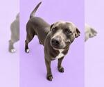 Small Photo #2 Mutt Puppy For Sale in HESPERIA, CA, USA