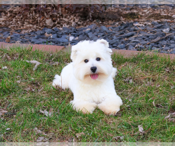Medium Photo #2 West Highland White Terrier Puppy For Sale in SYRACUSE, IN, USA
