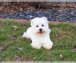 Small #1 West Highland White Terrier