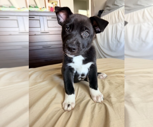 Medium Photo #1 Siberian Husky-Unknown Mix Puppy For Sale in ONTARIO, CA, USA