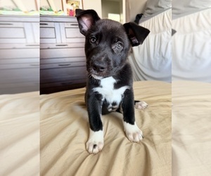 Medium Siberian Husky Mix