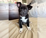 Puppy Wolfee Siberian Husky-Unknown Mix
