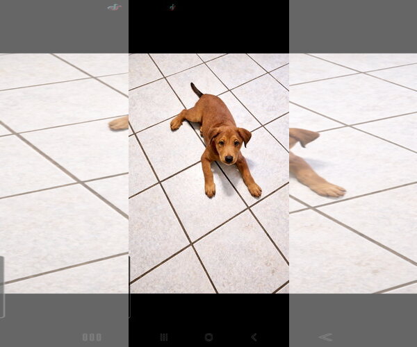 Medium Photo #1 Doberman Pinscher-German Shepherd Dog Mix Puppy For Sale in Euless, TX, USA