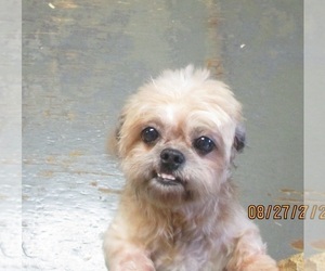 Shih Tzu Dogs for adoption in CARROLLTON, GA, USA