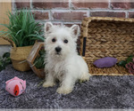 Small #3 West Highland White Terrier