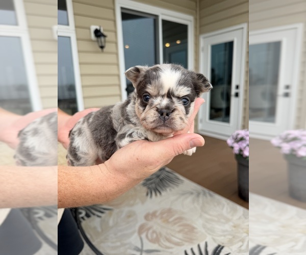 Medium Photo #1 French Bulldog Puppy For Sale in BERLIN, MD, USA