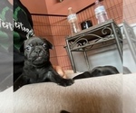 Small Photo #6 Frenchie Pug Puppy For Sale in BLOOMINGTON, IL, USA