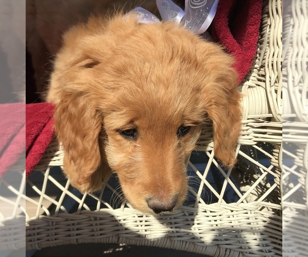 Medium Photo #3 Goldendoodle Puppy For Sale in HARRISONBURG, VA, USA