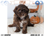 Small #10 ShihPoo