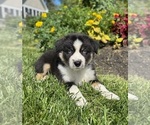Small #4 Miniature Australian Shepherd