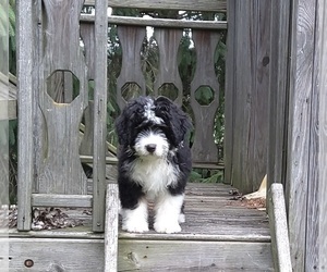 Miniature Bernedoodle Puppy for sale in FREDERICKSBURG, OH, USA