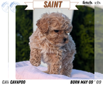 Puppy Saint Cavapoo (Miniature)