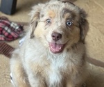 Puppy Fluffy Miniature Australian Shepherd
