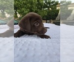 Small #1 Labrador Retriever