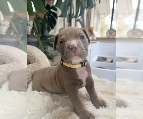 Medium Photo #27 American Pit Bull Terrier Puppy For Sale in ORANGE, NJ, USA