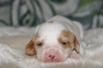 Small Photo #2 Cavapoo Puppy For Sale in PHOENIX, AZ, USA