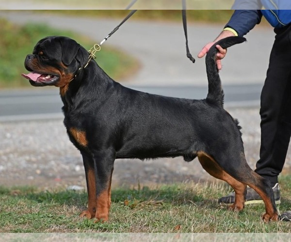 Medium Photo #15 Rottweiler Puppy For Sale in LA TUNA CANYON, CA, USA