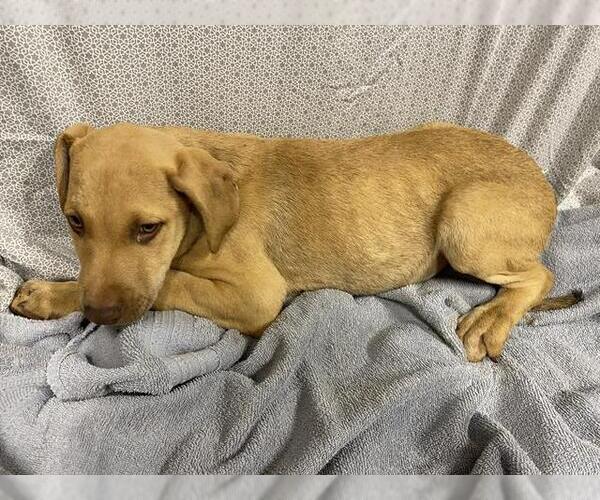 Medium Photo #1 Unknown-Vizsla Mix Puppy For Sale in Modesto, CA, USA