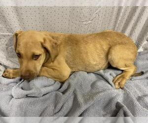 Unknown-Vizsla Mix Dogs for adoption in Modesto, CA, USA