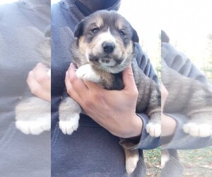 Alaskan Malamute-Bernese Mountain Dog Mix Puppy for sale in RAPHINE, VA, USA