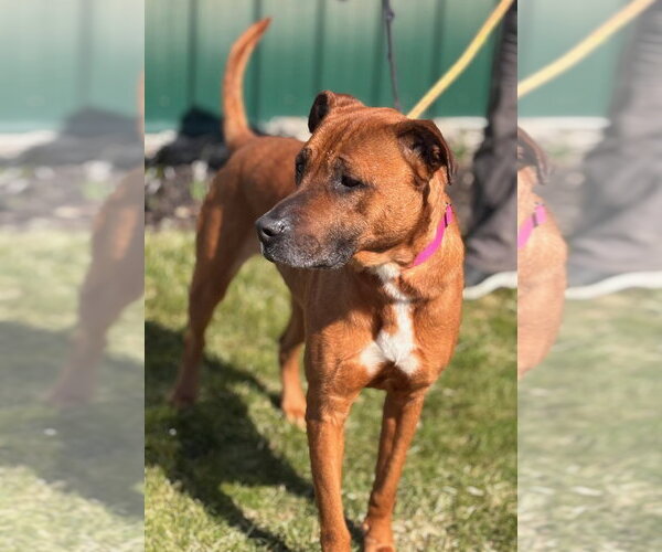 Medium Photo #2 Black Mouth Cur-Unknown Mix Puppy For Sale in Batavia, NY, USA