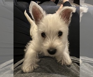 West Highland White Terrier Puppy for Sale in GOWER, Missouri USA
