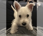 Small West Highland White Terrier